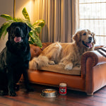 Load image into Gallery viewer, COUCH